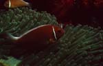 Halsband-Anemonenfisch (Amphiprion perideraion)