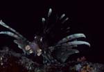 Indischer Rotfeuerfisch (Pterois miles)