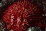 Roter Dornenkronenseestern im Riff