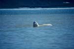 Beluga hebt den Kopf über Wasser