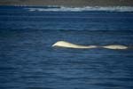 Weißwal an der Wasseroberfläche