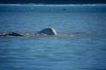 Beluga in der Arktis