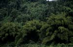 Fidschis Grüner Dschungel