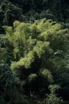 Immergrüne Bambus Pflanzen im Fiji Regenwald