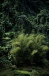 Bambuskonzentration im Fiji Regenwald