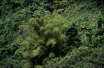 Kleine Bambusgruppe im Regenwald