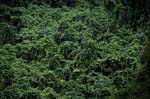 Üppiges Fidschi Dschungel-Grün