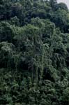 Tropischer Regenwald 