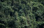 Immergrüner Fidschi Regenwald