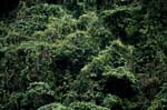 Geheimnisvoller Fiji Regenwald