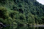 Geheimnisvoller dichter Regenwald am Navua River 