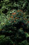 Rote Blumen im Fiji Regenwald