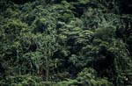 Fidschi Regenwald - Schatzkammer der Erde