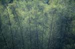 Bambus im Regenwald