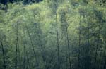 Immergrüner Bambus im Regenwald