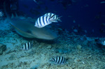 Gewoehnlicher Ammenhai am Riff