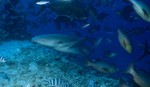 Gewoehnlicher Ammenhai am Shark Reef