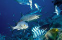 Weissspitzen-Riffhai mit Fischen