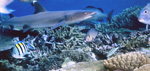 Weissspitzen-Riffhai am Korallenriff