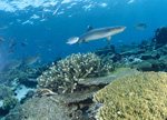 Weissspitzen-Riffhai schwimmt am Riff entlang