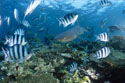 Weissspitzen-Riffhai am Korallenriff