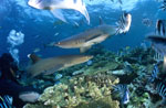Taucher und Weissspitzen-Riffhaie