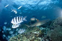 Weissspitzen-Riffhaie am Korallenriff