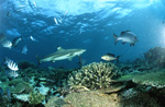 Schwarzspitzen-Riffhai im Korallenriff