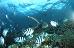 Schwarzspitzen-Riffhai und Weißspitzen-Riffhaie