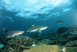 Schwarzspitzen-Riffhai und Weißspitzen-Riffhai 