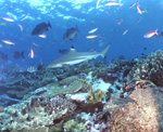 Schwarzspitzen-Riffhai und Korallenfische