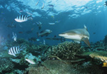 Schwarzspitzen-Riffhai dicht ueber Korallen