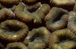Hemprichs Doldenkoralle am Shark Reef 