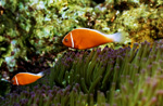 Halsband-Anemonenfische mit Anemone