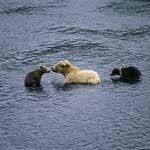 Kodiakbärin mit zwei spring cubs beim Lachsfischen
