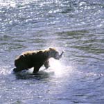 Kodiakbär hat einen Lachs gefangen