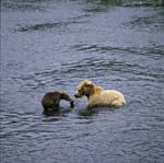 Kodiakbärin mit spring cub beim Lachsfischen