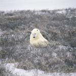 Eisbär in der Küsten Tundra im Spätherbst