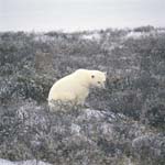 Eisbär in der Tundralandschaft im Spätherbst.