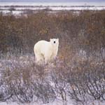 Eisbär in der herbstlichen Tundra an der Hudson Bay