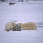 Ruhende Eisbaeren in der Hudson Bay in Kanada