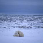 Eisbären in der riesigen Hudson Bay 