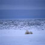 Zwei Eisbären in der Arktis