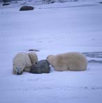Ruhe ist im Eisbärenleben wichtig