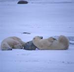 Ruhende Eisbaeren in der Hudson Bay