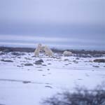 Kaempfende Eisbaeren in der Hudson Bay