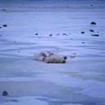 Total entspannte Eisbären 