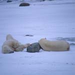 Eisbären siesta 