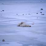 Total entspannte Eisbaeren in der Hudson Bay