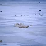 Entspannte Eisbaeren in der Hudson Bay